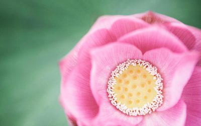 Terapia Floral. Você conhece?