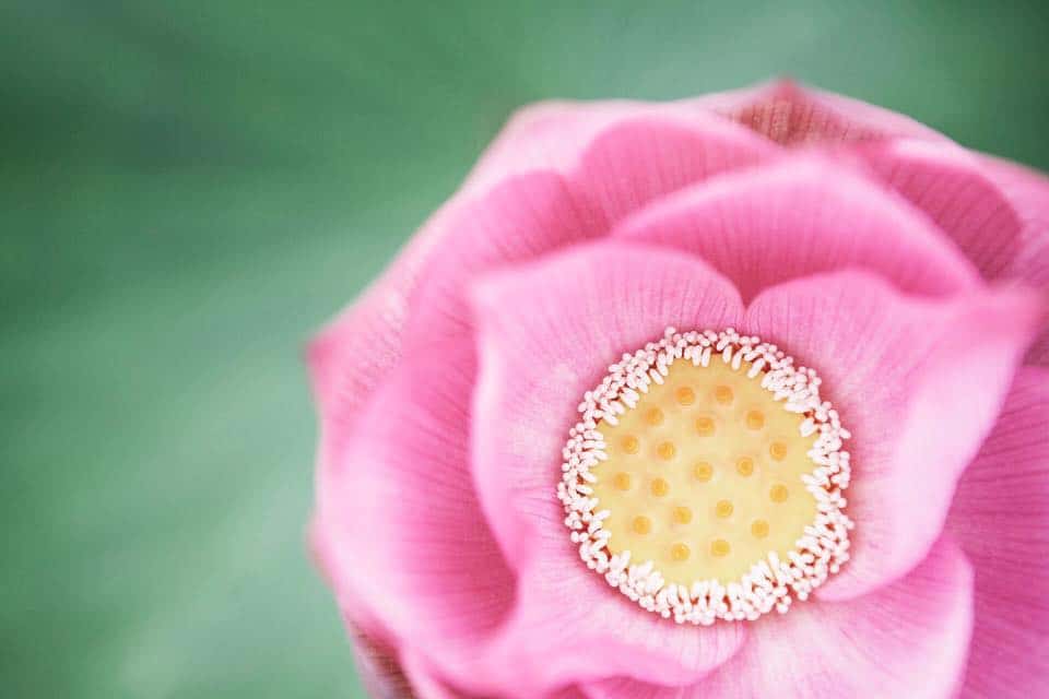 Terapia Floral. Você conhece?