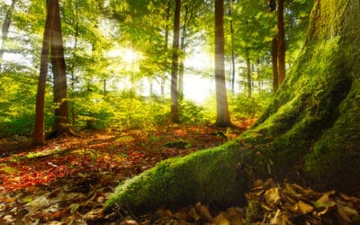 O Céu da Semana – Sol de Primavera