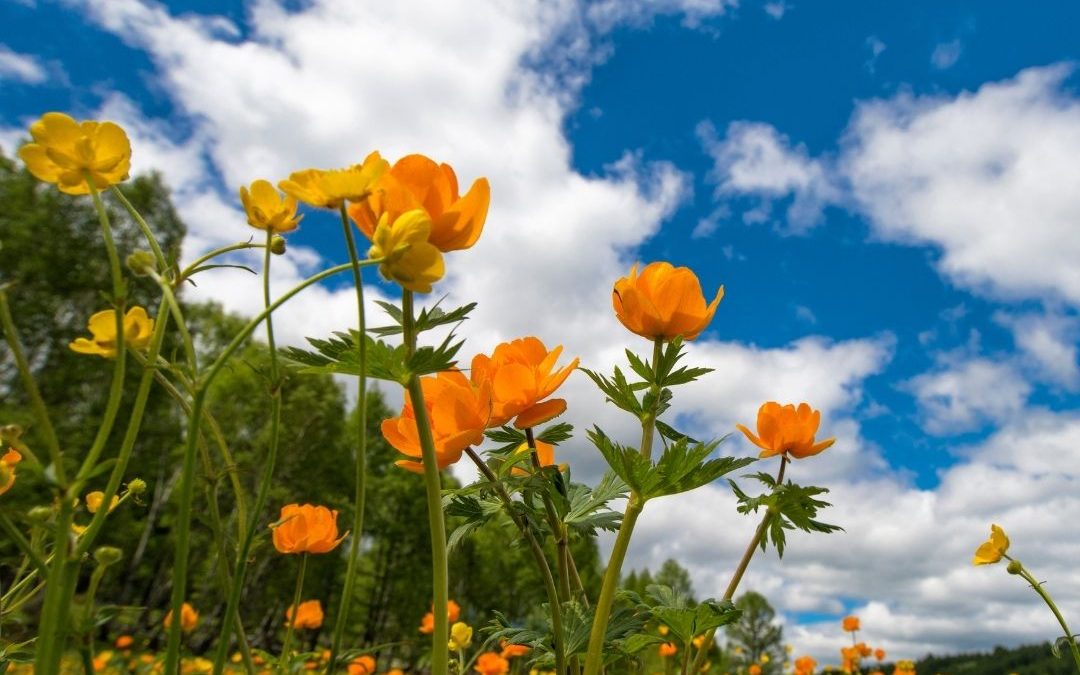 A força da Primavera