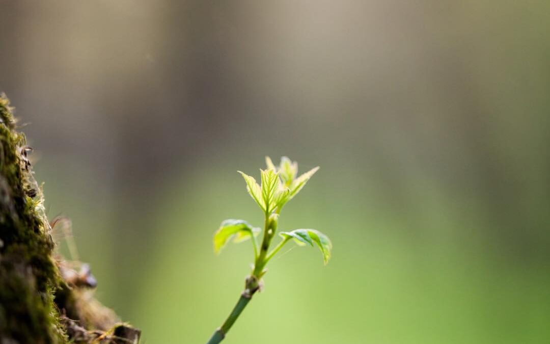 Você tem um lugar ao Sol
